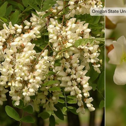 Black locust