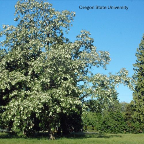 Black locust