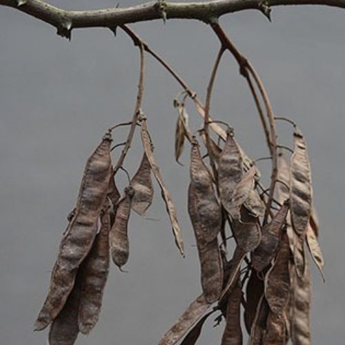 Black locust