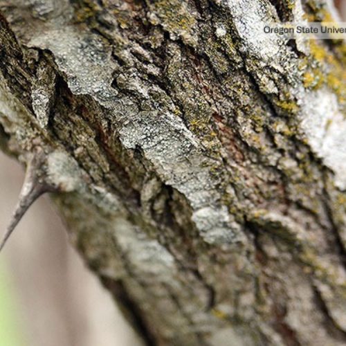 Black locust