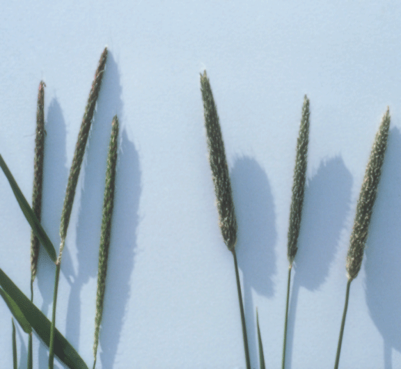 foxtail grass identification