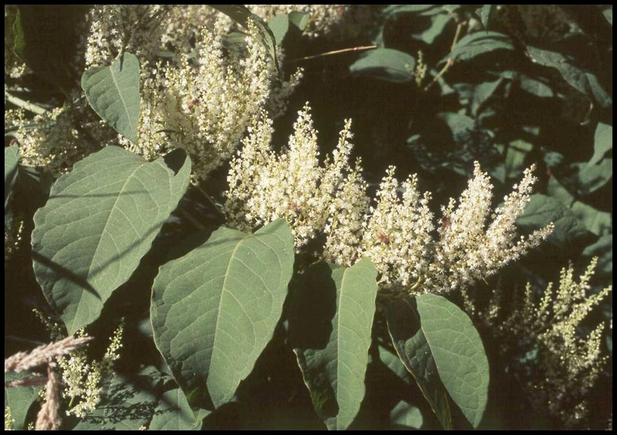 Bohemian Knotweed Bohemian Knotweed