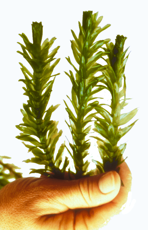 Weed Washington Noxious Board State Control dtsrChQx