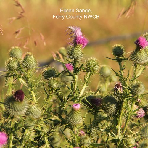 Bull Thistle