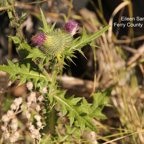 Bull Thistle