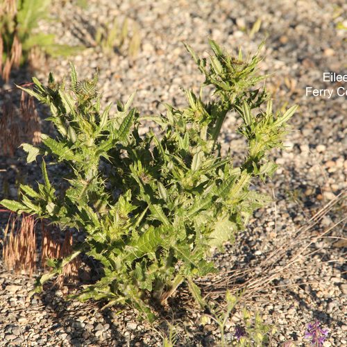 Bull Thistle