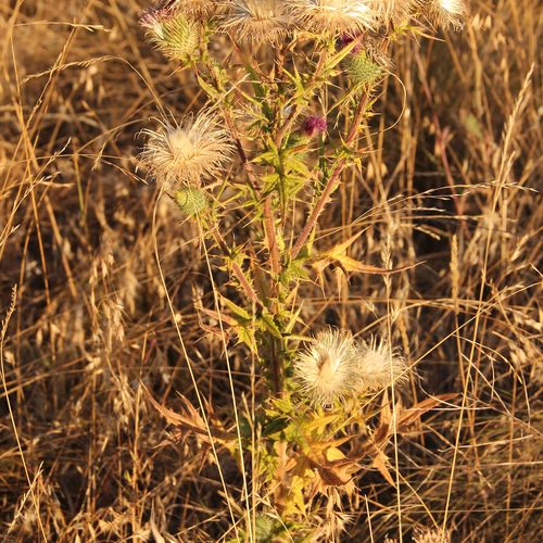 Bull Thistle