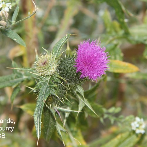 Bull Thistle