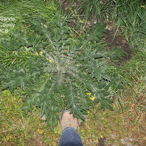 Bull Thistle