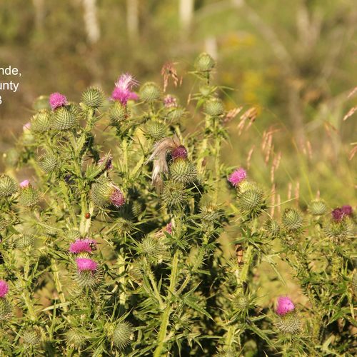 Bull Thistle