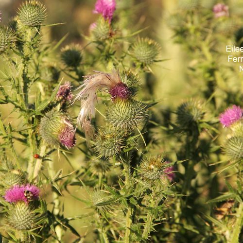 Bull Thistle