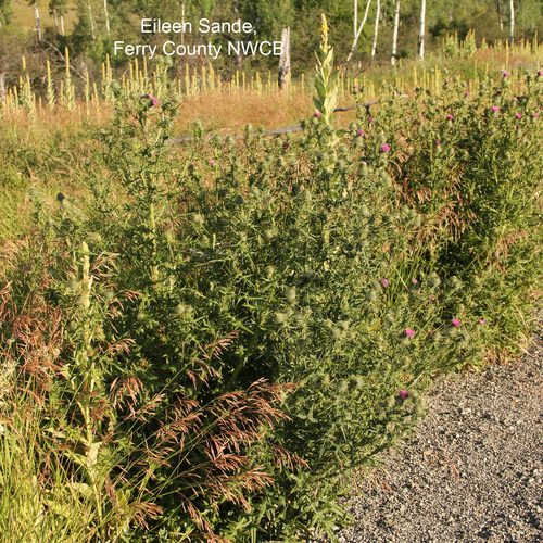 Bull Thistle