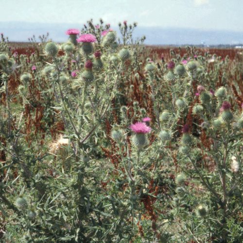 Bull Thistle