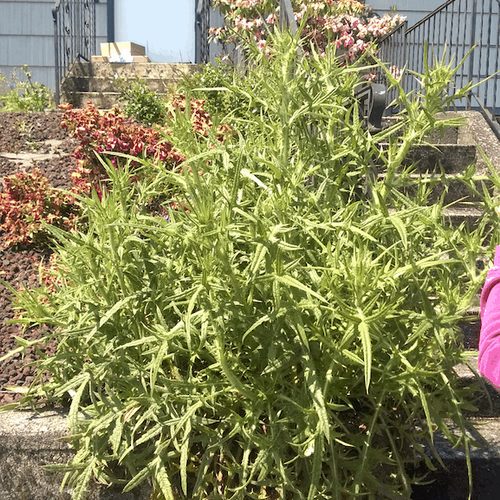 Bull Thistle