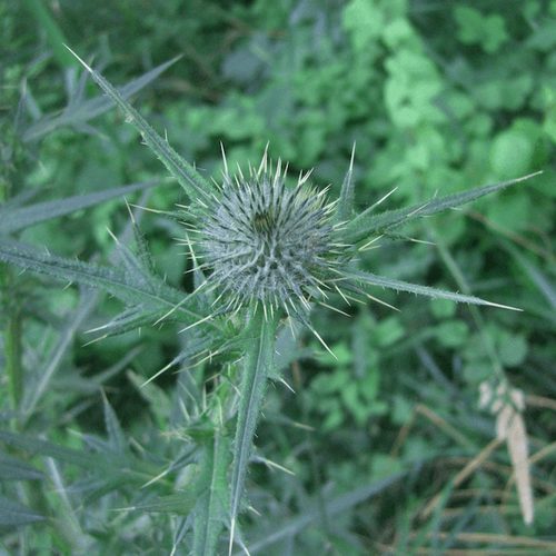 Bull Thistle