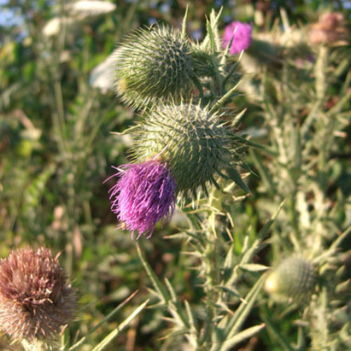 Bull Thistle
