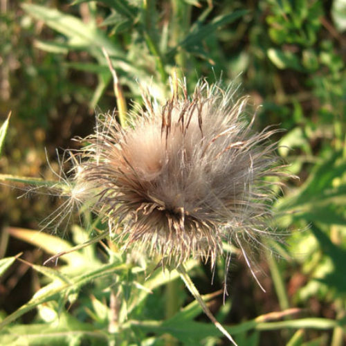 Bull Thistle