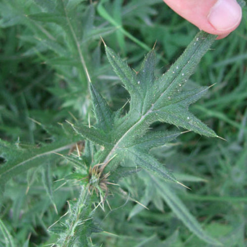 Bull Thistle