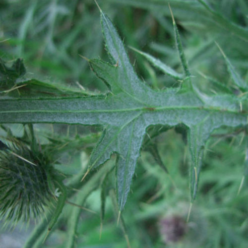 Bull Thistle