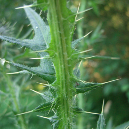 Bull Thistle