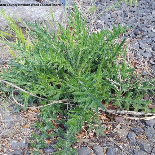 Bull Thistle