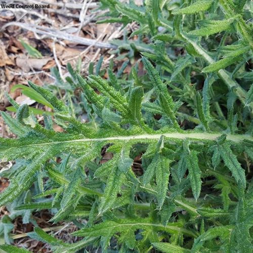 Bull Thistle