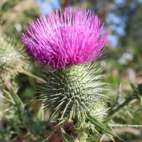 Bull Thistle
