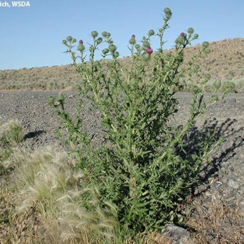Bull Thistle