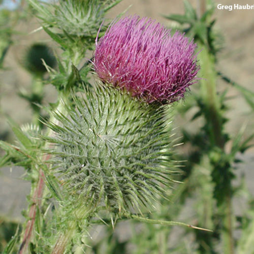 Bull Thistle