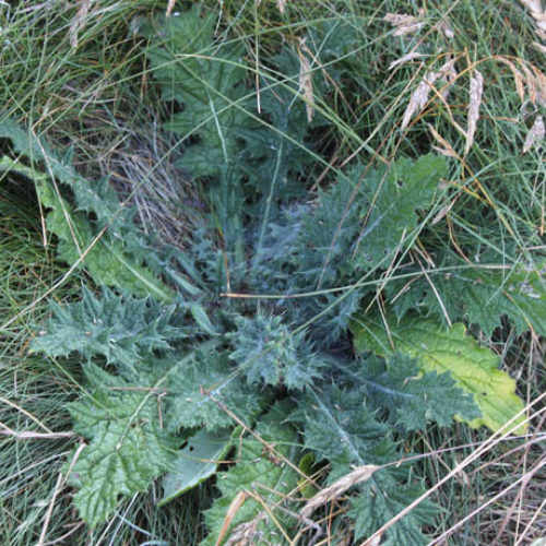Bull Thistle