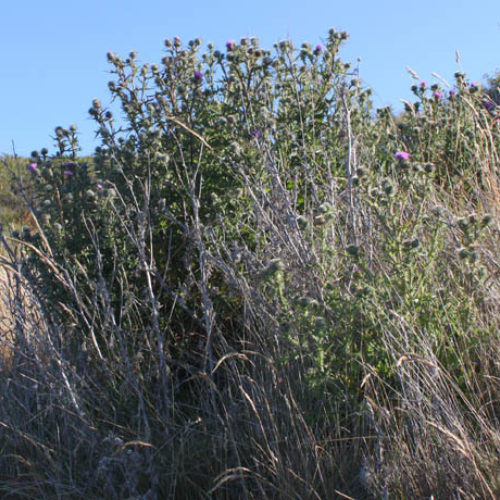 Bull Thistle
