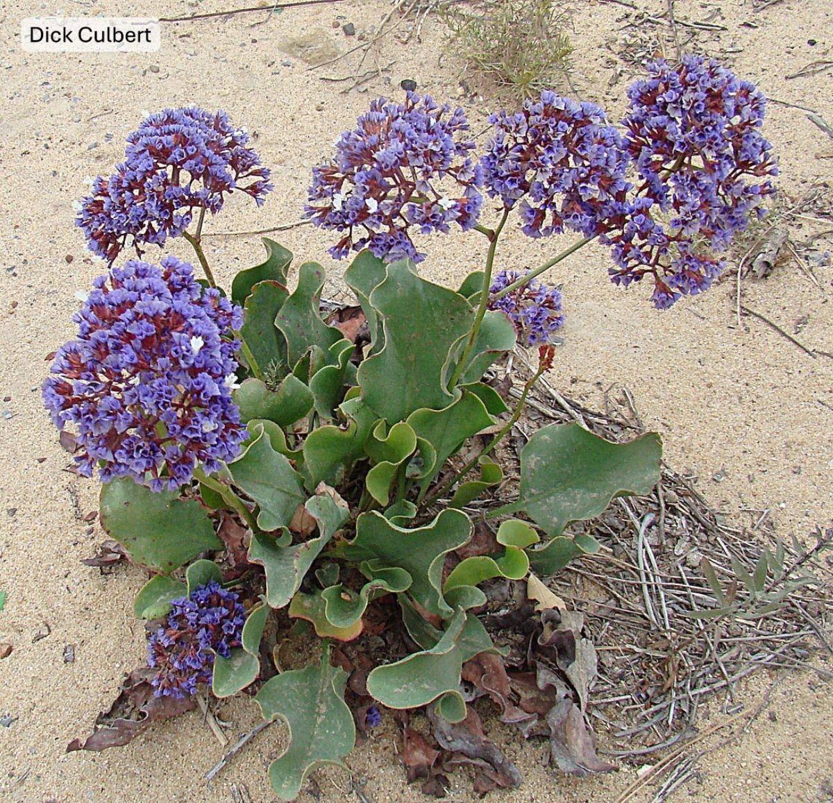 California sea lavender California sea lavender