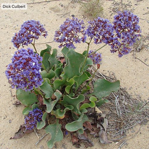 California sea lavender