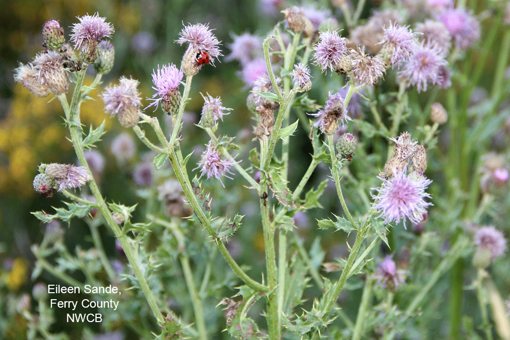 washington state noxious weed control board canada thistle control