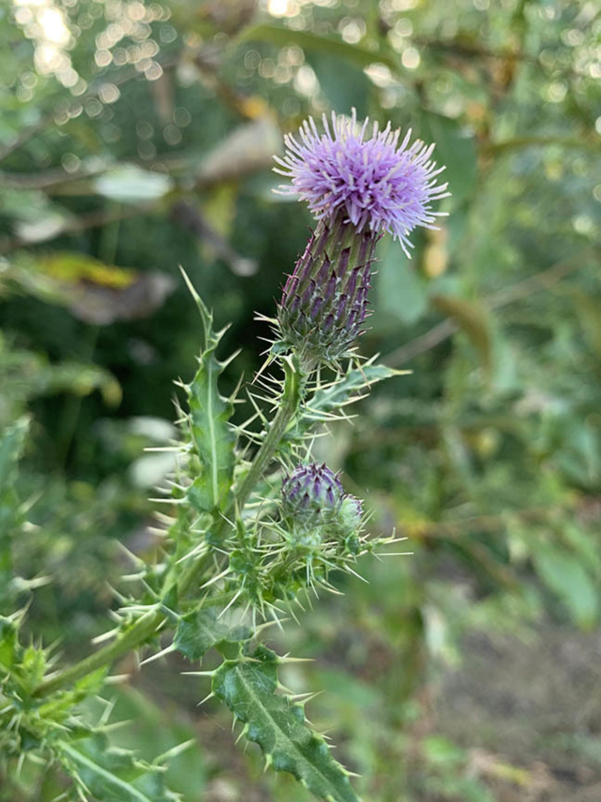 Image of Canada thistle weed free to use