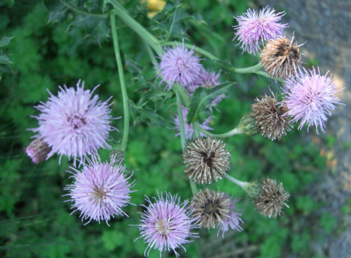 Canada Thistle Canada Thistle
