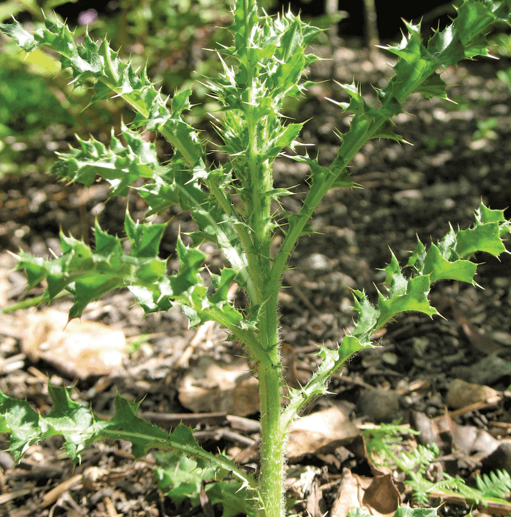 washington state noxious weed control board how to kill canadian thistle