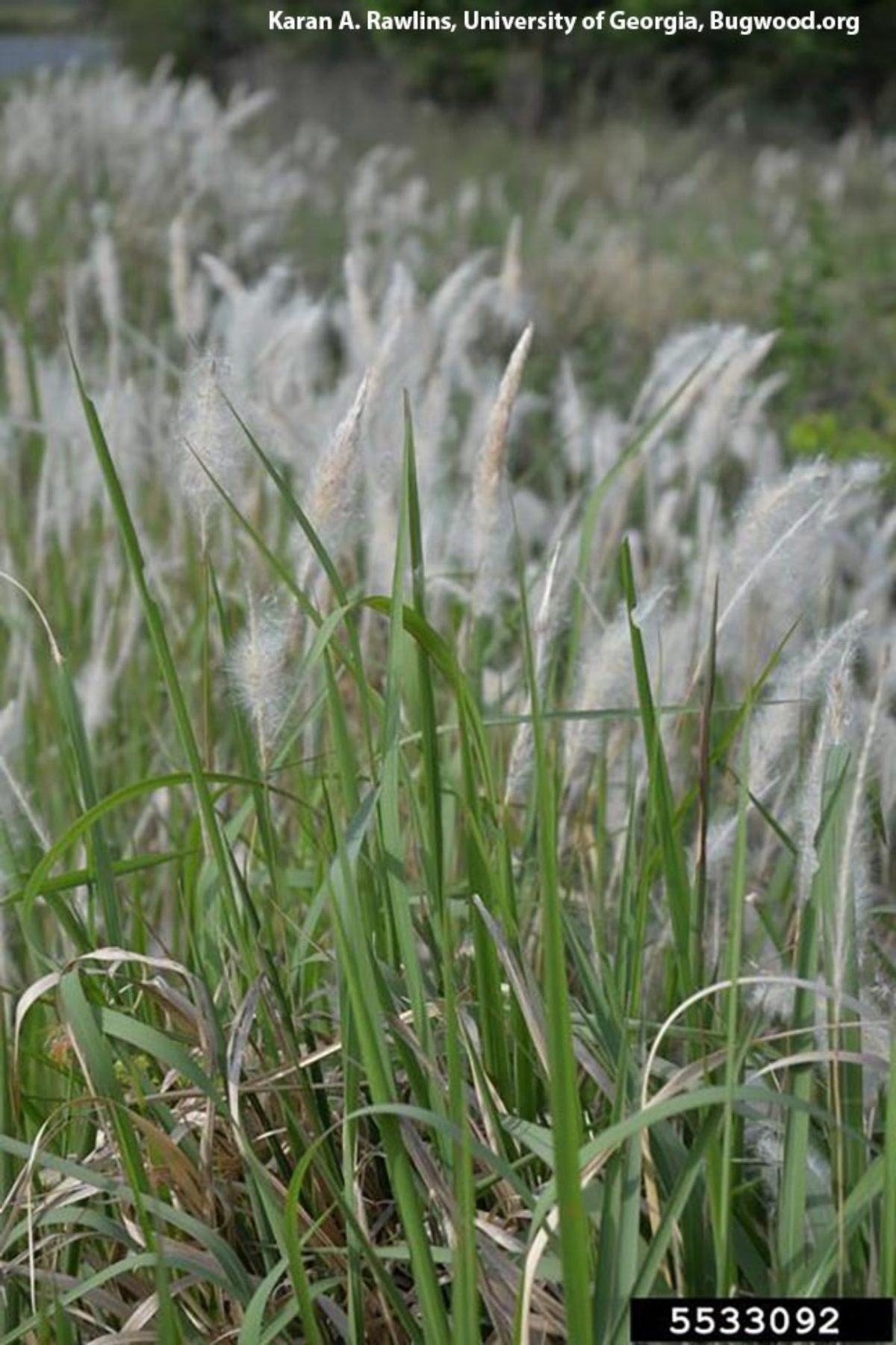 Cogongrass Cogongrass