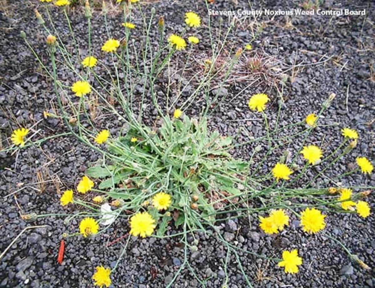 State Noxious Weed Control Board