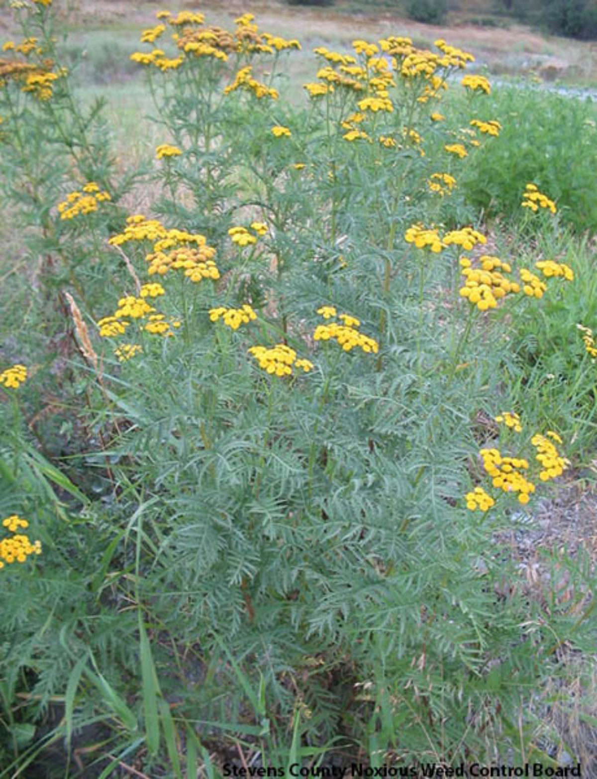 Common Tansy Common Tansy
