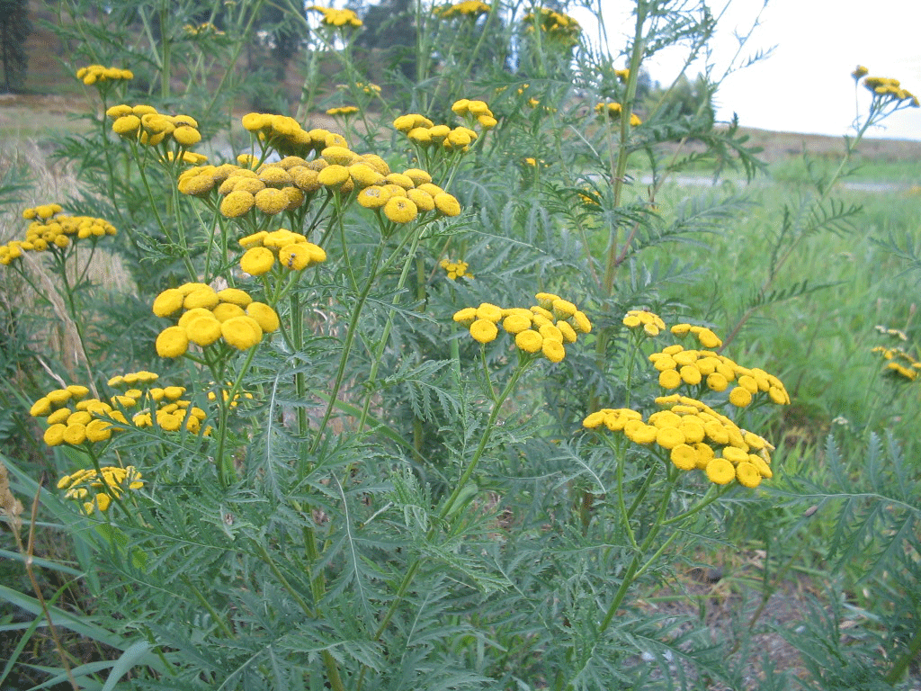 Tansy plant clearance