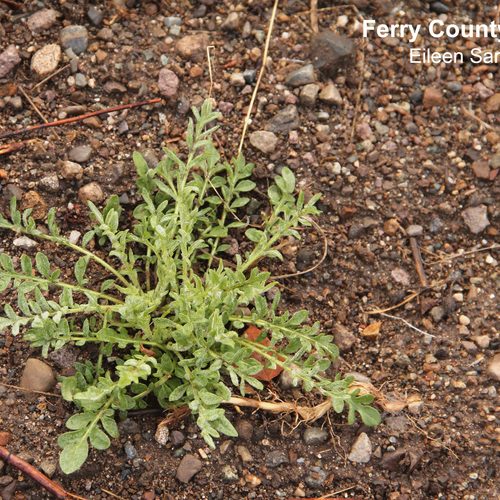 Washington State Noxious Weed Control Board