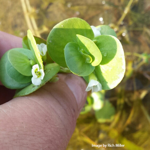 Disk water hyssop