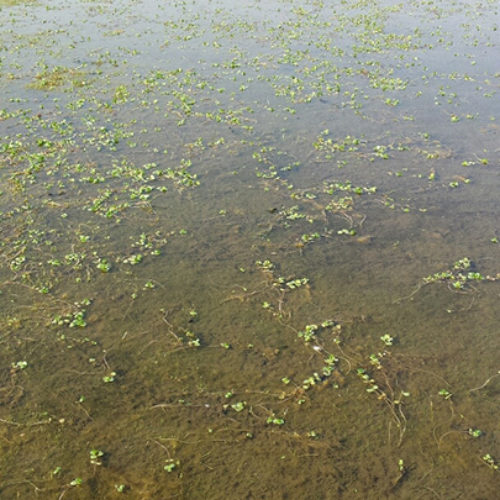 Disk water hyssop