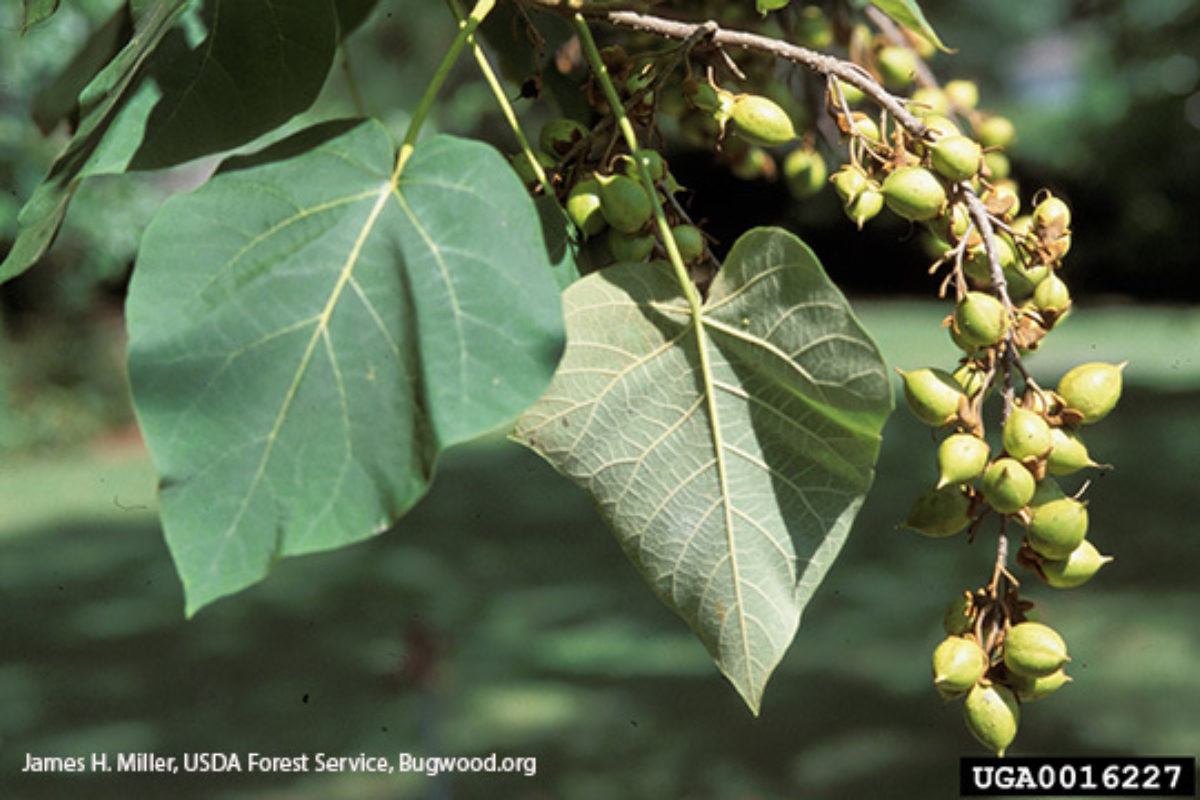 Washington State Noxious Weed Control Board