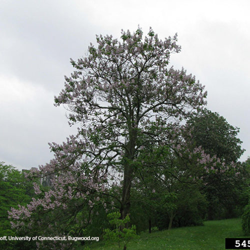 Paulownia fargesii - Trees and Shrubs Online