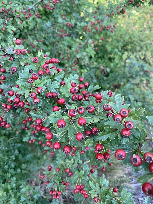 Are Hawthorn Berries Poisonous For Dogs