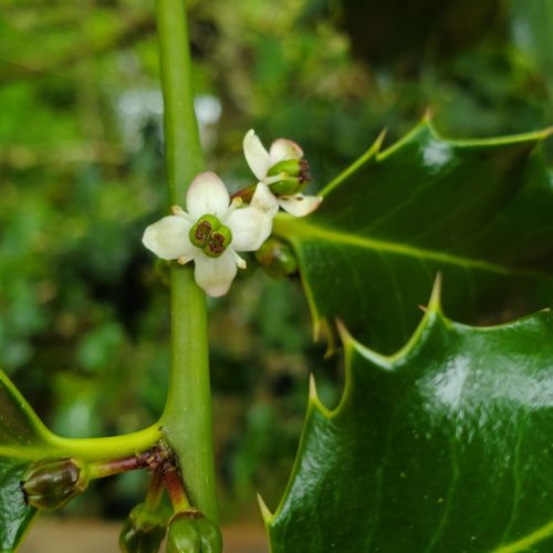Common Holly