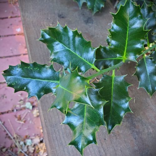 Common Holly