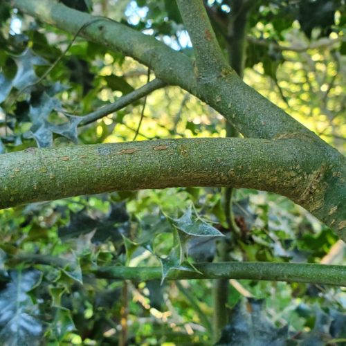 Common Holly